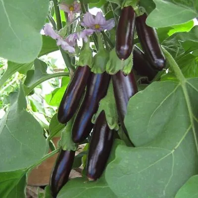 Aubergine - Long Purple - Bangladeshi Baingun - Easy To Grow - 30 Seeds • £3.39