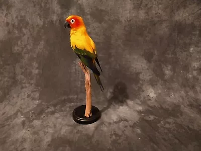 Handsome Sun Conyore Parrot Taxidermy Bird Art • $1200