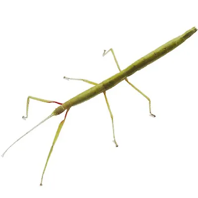 £2.50 • Buy 3 X Stick Insect Nymphs