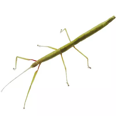 £2.50 • Buy 3 X Stick Insect Nymphs