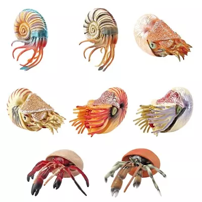 Statue Figure Model Hermitcrab/Nautilus Office Toy Toddler Education Toy • $14.61