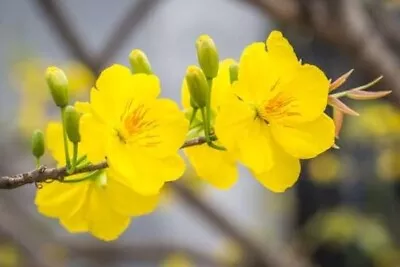 Ochna Serrulata  Or Mickey Mouse Plant • $20