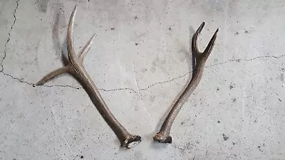 Big KICKER Bull 3x2 ELK ANTLERS Rack Taxidermy Deer Mule Whitetail Sheds Moose • $75