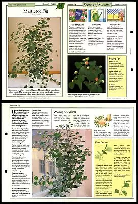 Mistletoe Fig #89 Easy-Care Success With House Plants 1990 Fold-Out Card • $1.22