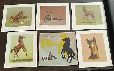 C W Anderson Fillies & Colts Set Of 5 Horse Prints In Folder Stained 14  X 16  • $45