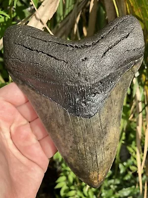 Megalodon Shark Tooth 6.25” Massive Beautiful Fossil Shark Teeth • $113