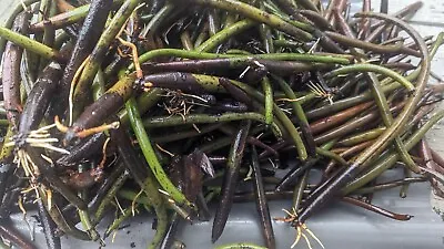 100  Red Mangrove Seeds Propagules Pond Salt Or Fresh Plant 6-16  Roots On Some • $99