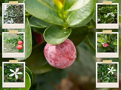 10 Natal Plum Seeds | Edible Fruit Bush Shrub (Carissa Grandiflora) USA Seller • $3.95