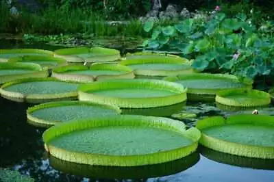 1 Pack 10 Giant Water Lily Lotus Seeds Victoria Amazonica • £3.06