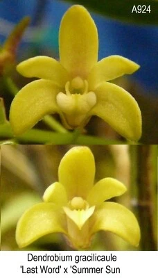 $20 • Buy THG Orchid DENDROBIUM Gracilicaule 'Last Word'  X  'Summer Sun'  In A 68mm Tube