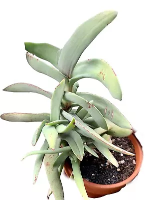 Crassula Falcata-propeller Plant-COMBINED EXPRESS POST • $5.60