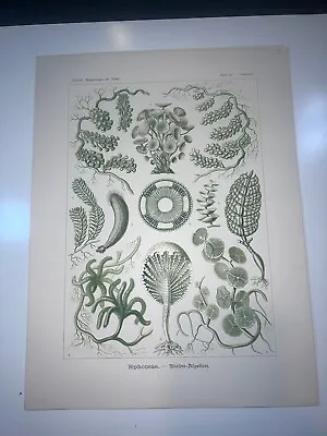 1904 Original Lithograph Siphoneae Sea Marine Life Ocean By Haeckel #64 • $95