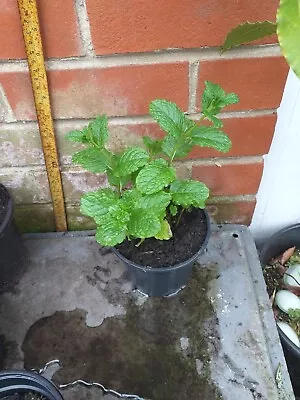 Garden Mint Herb Plant In 13cm Pot Approx.... • £3.19