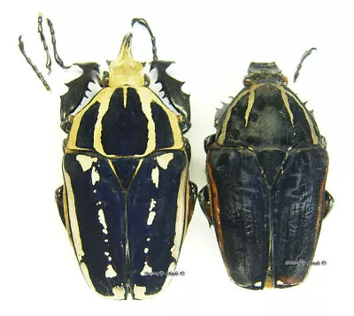 Unmounted Beetle/Cetoniidae - Mecynorrhina Torquata Ugandensis BLUE PAIR 15 • $24.23