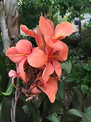 Canna Indica Cannalily Apricot Delight 10 Seeds Easy To Grow • $10