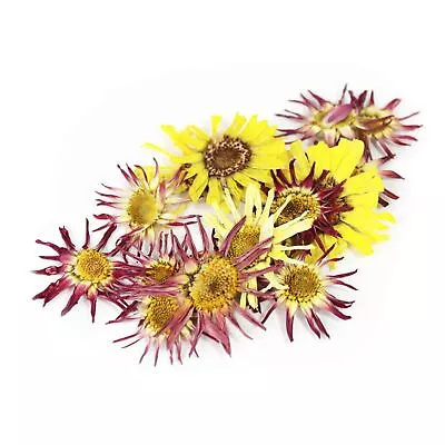 Edible Flowers Pressed Mini Daisy Cake Topper Decorations • £6.99