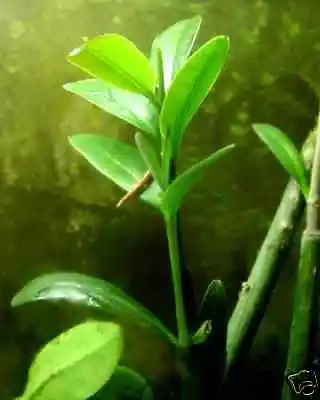 (7 LARGE MANGROVE **AQUARIUM PLANTS*salt Or Fresh Water Mangroves)*FREE SHIPPING • $19.99