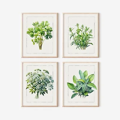 Set Of Herbs Cow Parsley ART PRINTS Wall Picture Home Art (10 X 8” Unframed) • £17.50