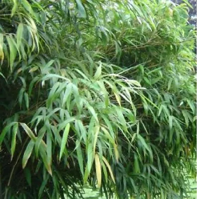 Compact Bamboo Fargesia Rufa- 9cm Pot • £4.99