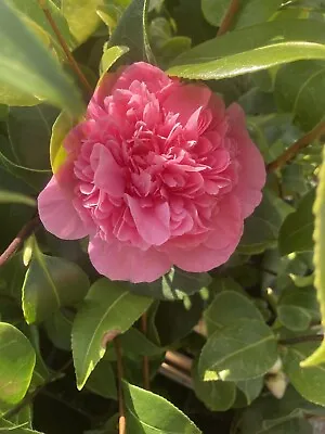 Pink Camellia 'Debbie' Evergreen Plant (30 Cm Height) Free Postage UK • £16.50