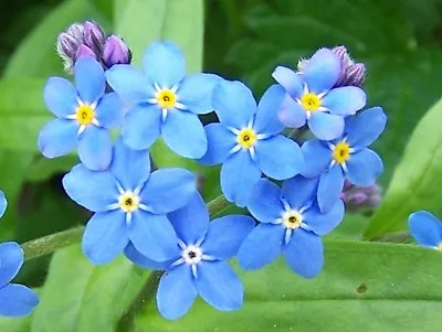 6 X Myosotis Palustris Pond Marginal / Bog Water Plant Native British Plants • £3.99