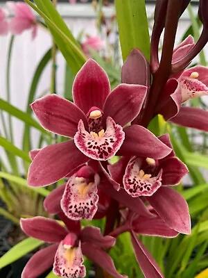 $40 • Buy Cymbidium Orchid - Peter Fire 'Torch' - Flowering Size Plant