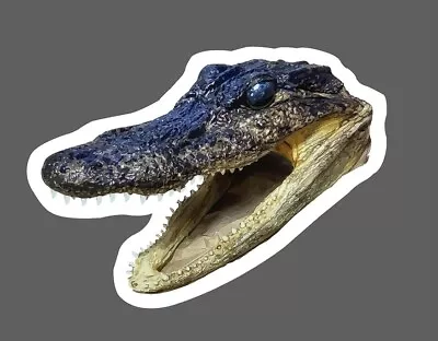 Alligator Head Sticker Realistic Waterproof - Buy Any 4 For $1.75 Each Storewide • $2.95