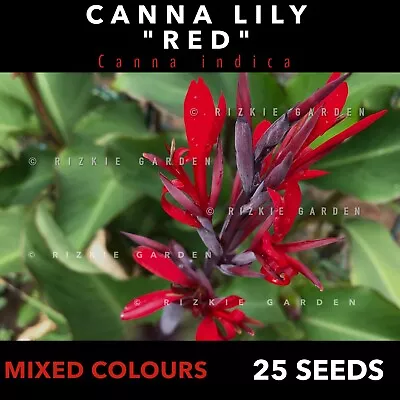 Red Canna-Lily Mixed Colours X 25 Seeds • $8.90