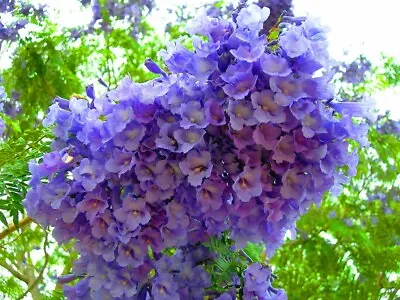Jacaranda Mimosifolia Fern Tree 1500 Seeds Blue Fragrant Ornamental Bonsai • £32.13