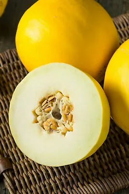  Mango Melon Heirloom NON-GMO {Cucumis Melo Var. Chito} 10+ Seeds Free Shipping! • $2.39