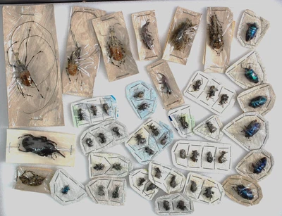 £10.50 • Buy Good Lot Of Smaller Weevils'  From Martinduque / Bicol