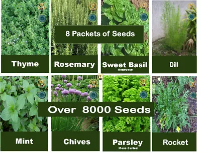 £5.49 • Buy Herbs Pack Of SEEDS  Dill Thyme, Rosemary, Basil, Mint, Chives, Parsley 8 Packet