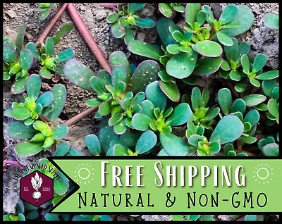 5300+ Green Purslane Seeds Vegetable Gardening Seed Heirloom Non-GMO USA • $5.99