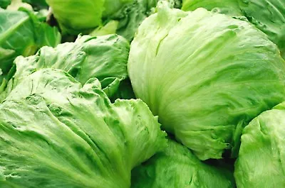 Iceberg Lettuce Head Seeds Garden Salads NON-GMO Variety Sizes FREE SHIPPING • $1.69