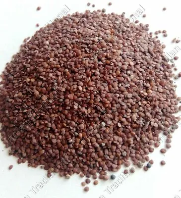 Lajwanti Beej Mimosa Pudica Linn Seed Chuimui Lajjalu Sensitive Plant Seed • $9.43