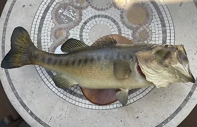29  Vintage Real Skin Largemouth Bass Fish Mount Trophy Taxidermy Lake Apopka FL • $349.95