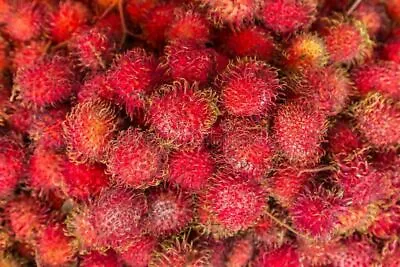 Red Rambutan Tree. Only A Few Available. Closely Related To Lychee And Longan • $199.99