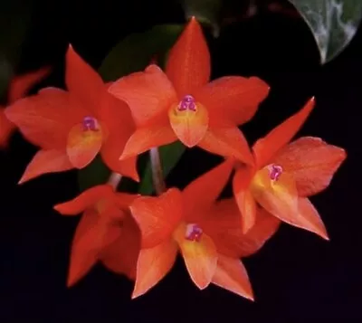 ORCHID SPECIES- CATTLEYA CERNUA ( Jiaho X Hanajima) • $19