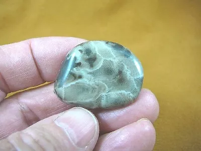 F830-4) Small Polished Petoskey Stone ANCIENT Coral Specimen MI State Rock • $15.99