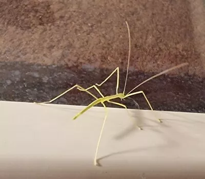 £12 • Buy Pink Winged Stick Insect Nymphs X 6 (sold As Live Bait) 