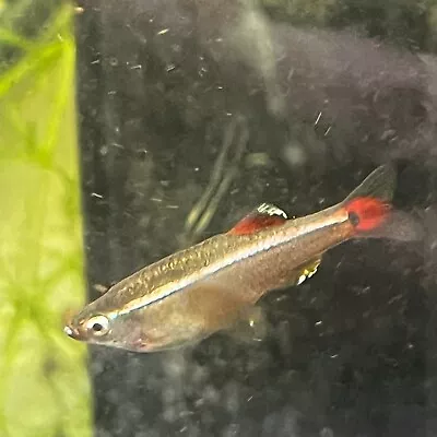 White Cloud Mountain Minnow Juveniles Live Fish (tank Bred) (Tanichthys Albonub) • $1.75