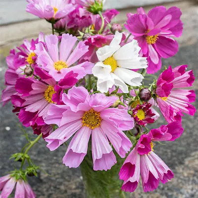 6x Cosmos Seashells Mixed Plug Plants Flower-End Of April 2024 • £10.99