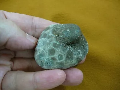 (F831-224) 1-3/4  Unpolished Petoskey Stone ANCIENT Coral Specimen MI State Rock • $15.99