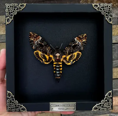 Real Death Head Moth Skull Acherontia Butterfly Insect Frame Taxidermy Taxadermy • $75