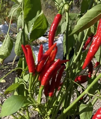 LOT OF 3 RED THAI DRAGON 75 Day+ Old Super Hot Pepper LIVE PLANTS • $22