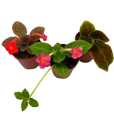 Flame Violet Episcia Cupreata Assortment Set 2 Inch Pots 3 Different Velvet Pla • $39.99