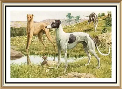 Print Agassiz Fuertes Canine Art Dogs Sports Racing GREYHOUNDS Coursing Hunting • £1.25