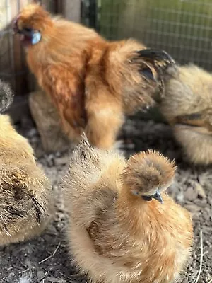 £20 • Buy 6 X Rare MINIATURE Bantam Partridge Silkie Hatching Eggs Incubator Broody