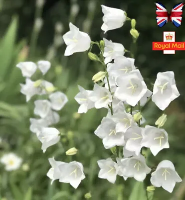 Campanula 🌸 Persicifolia 'Alba' 100 Seeds White Bells Perennial • £1.89