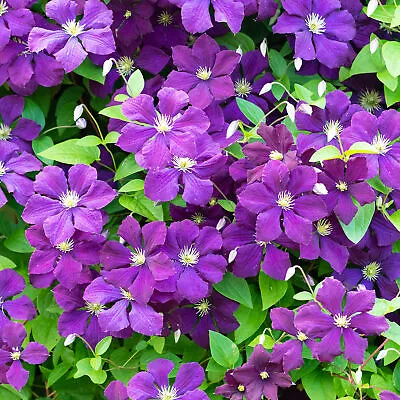 £10.49 • Buy Clematis Polish Spirit Deciduous Purple Flowering Outdoor Garden Climbing Plant